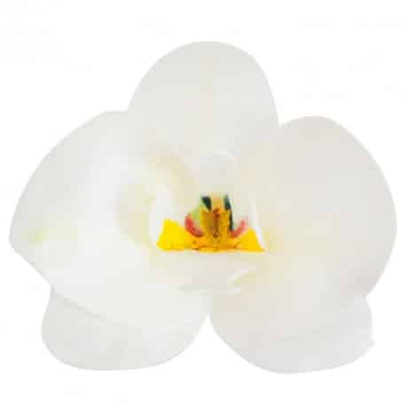 Orchidée blanche en azyme