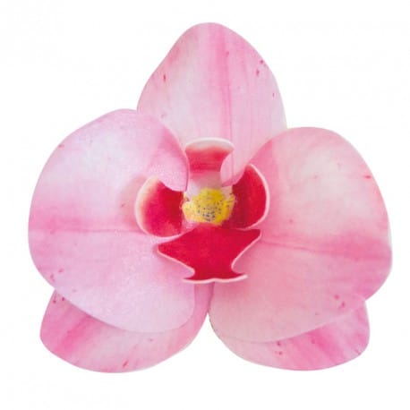Orchidée rose en azyme