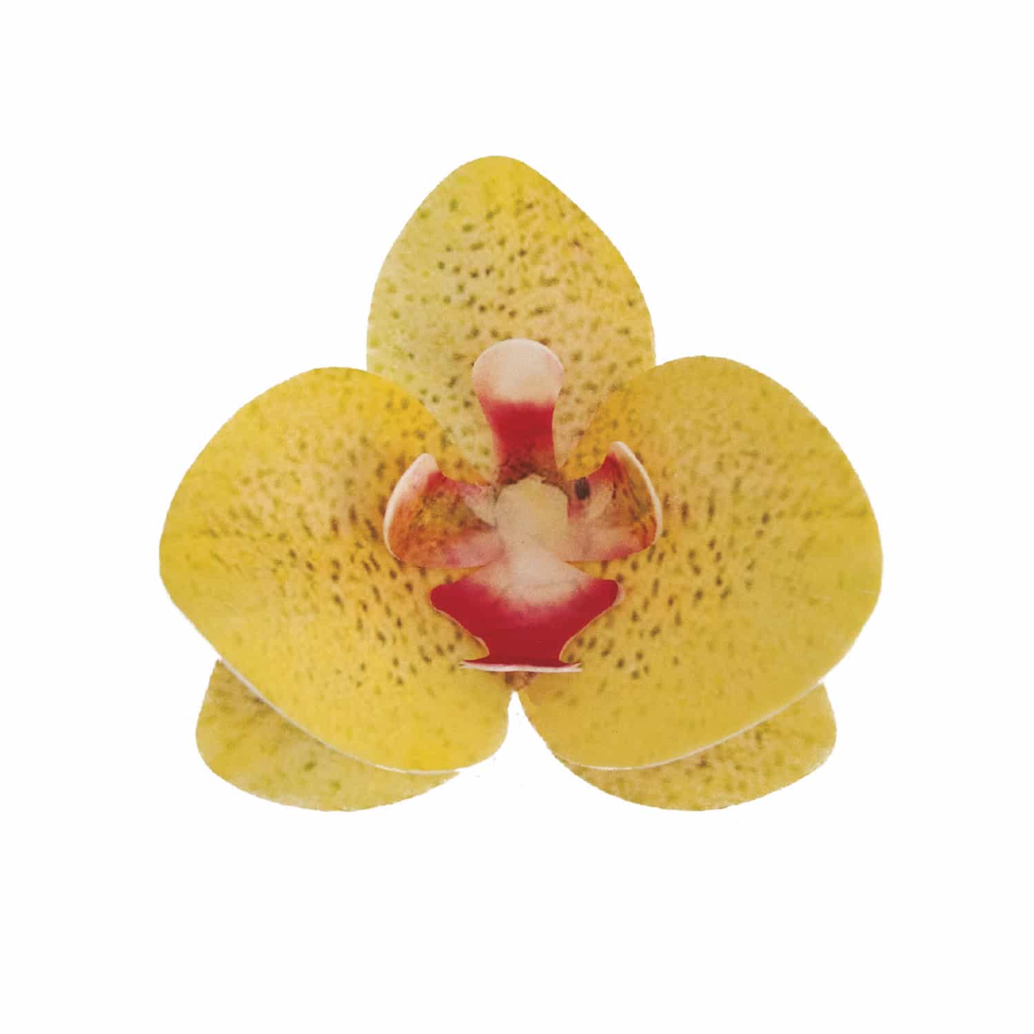 Orchidée en azyme jaune 7,5cm